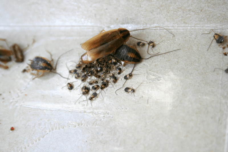a group of cockroaches on a surface