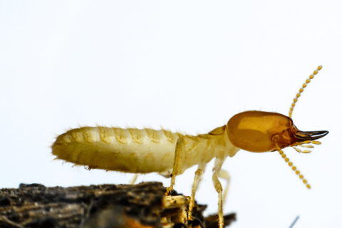 Types of Termites in the Philippines | Environet Pest Control