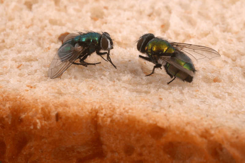 a pair of flies on a piece of bread