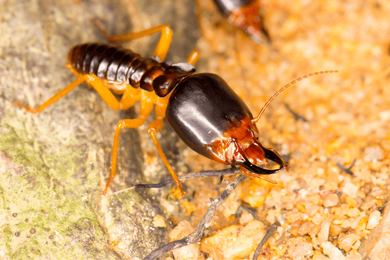 a close up look of Macrotermes Gilvus for Types of Termites in the Philippines