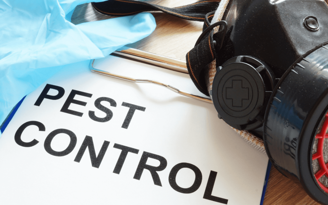 Pest Control Myths: Debunking Common Misconceptions