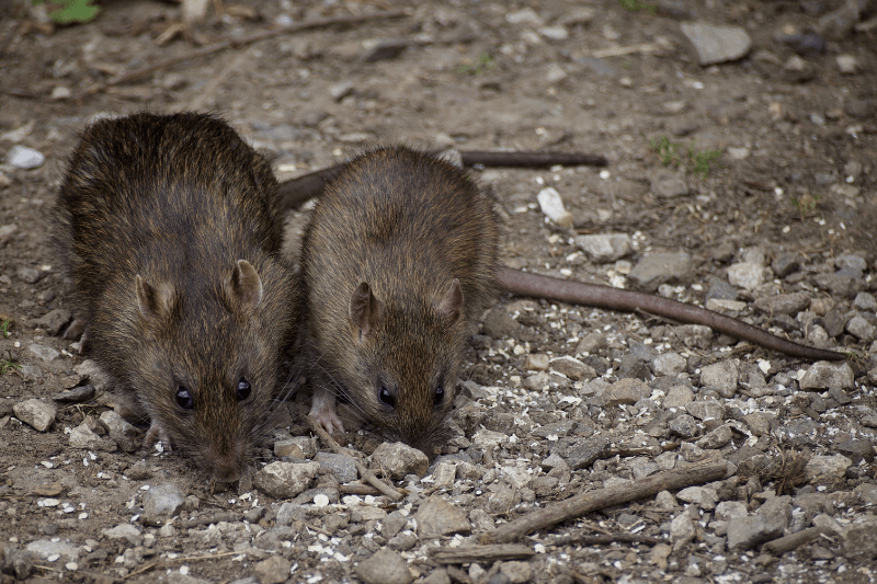 two rats on the ground