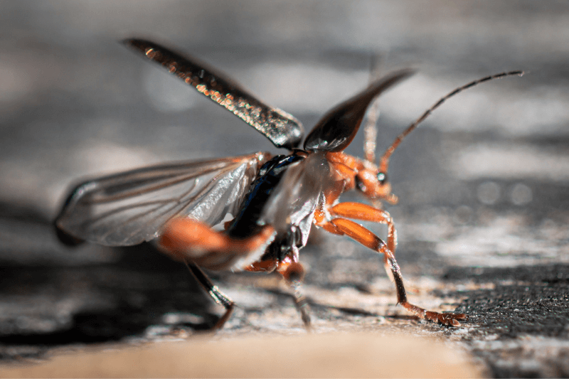 a cockroach set to fly