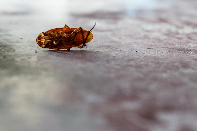 headless cockroach for cockroach facts