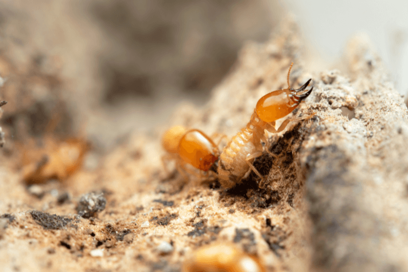 a close up of termites