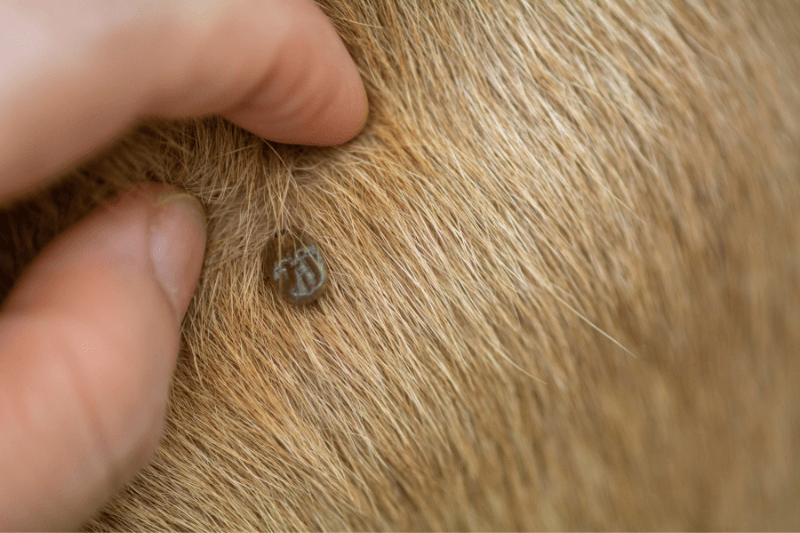 a person touching a tick on a brown dog fur