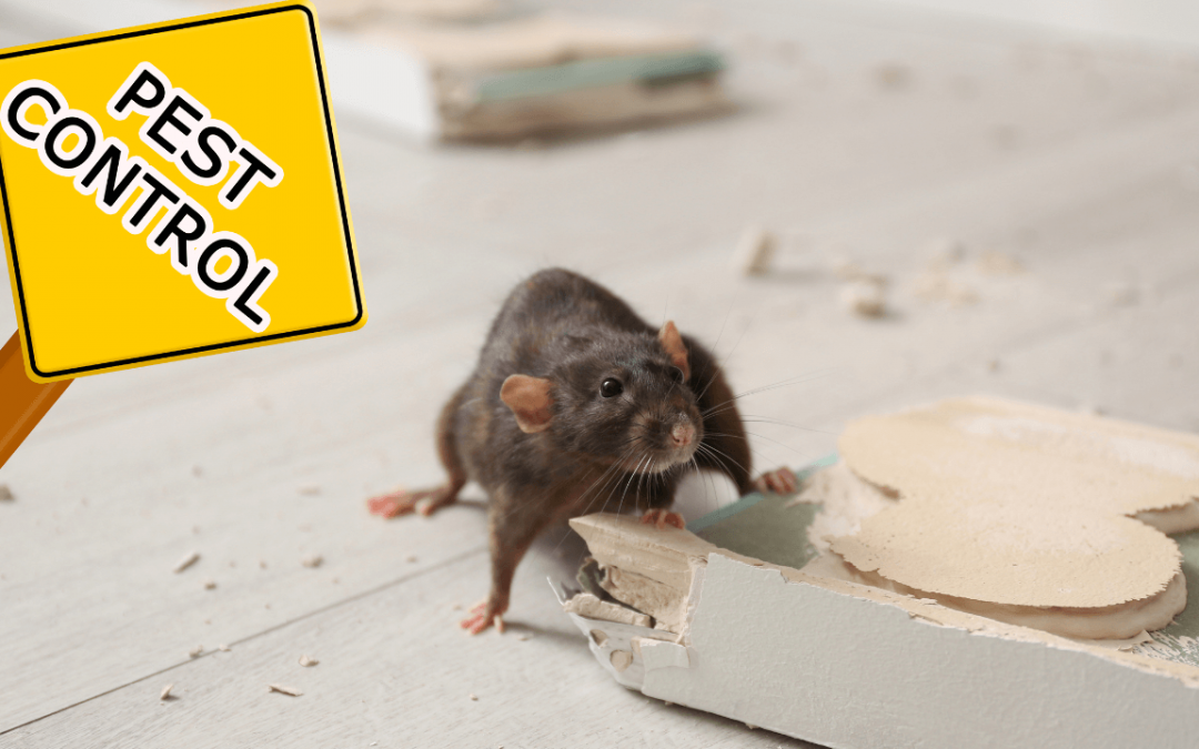 Your Ultimate Guide to Pest Control Services for Common Household Pests