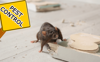 Your Ultimate Guide to Pest Control Services for Common Household Pests