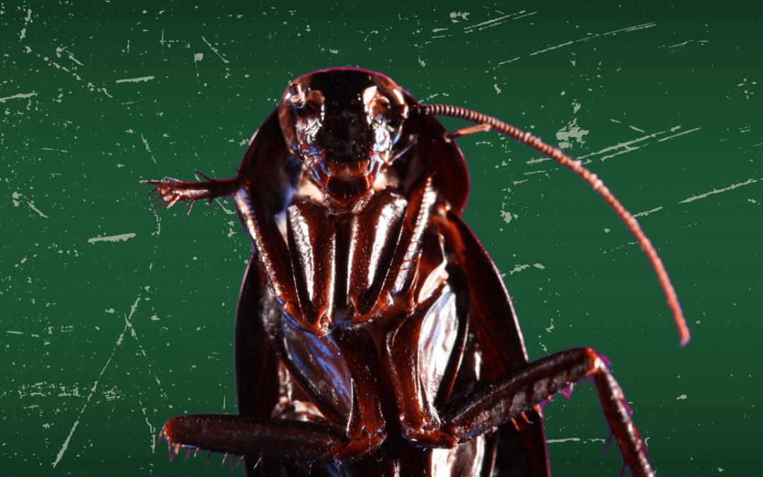 8 Spooky Facts About the Scariest Pests