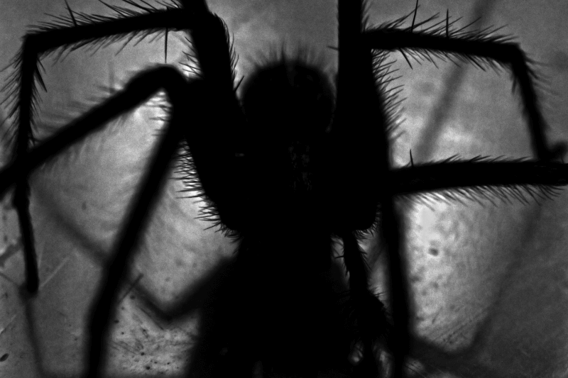black spider for 5 Spooky Facts About the Scariest Pests