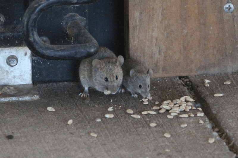 2 mice eating for 5 Spooky Facts About the Scariest Pests