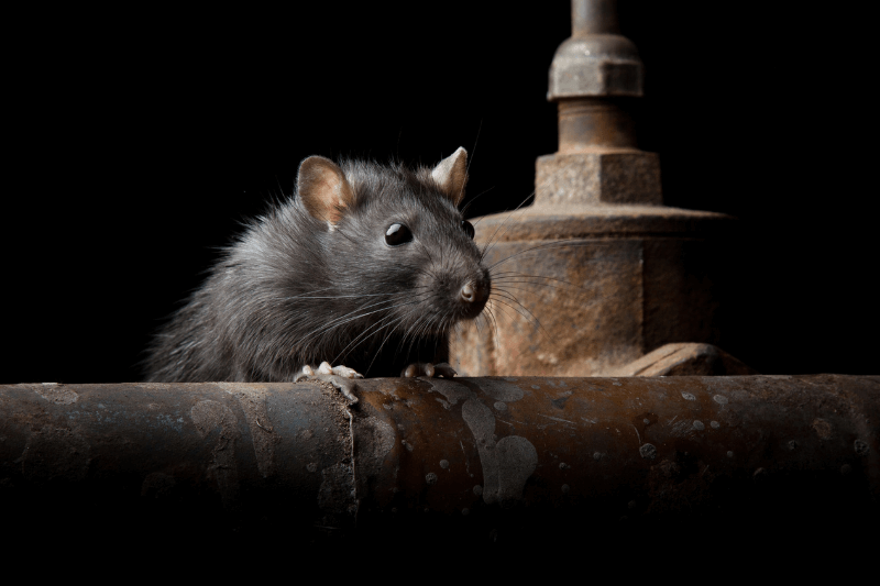 a closeup of a rat for 5 Spooky Facts About the Scariest Pests