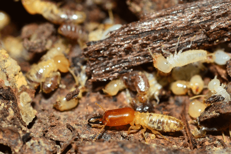 worker and nasute termites on decomposing wood for 5 Spooky Facts About the Scariest Pests
