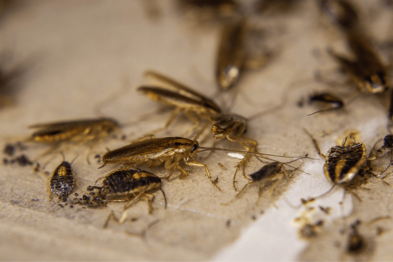 dead cockroaches trapped for 5 Spooky Facts About the Scariest Pests