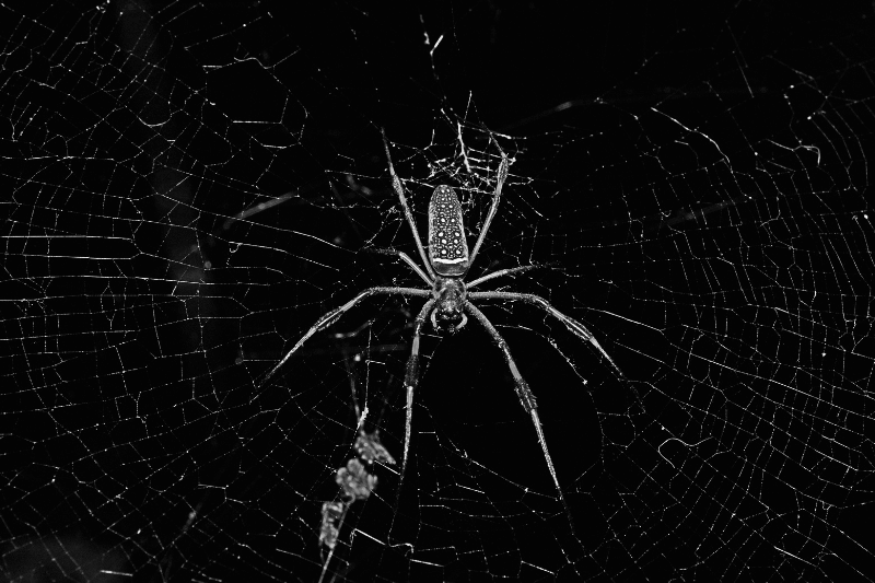 grayscale photo of a spider for 5 Spooky Facts About the Scariest Pests