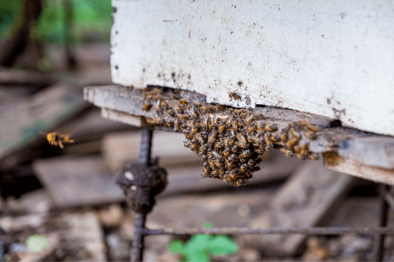 a scene in front of a beehive for 5 Spooky Facts About the Scariest Pests