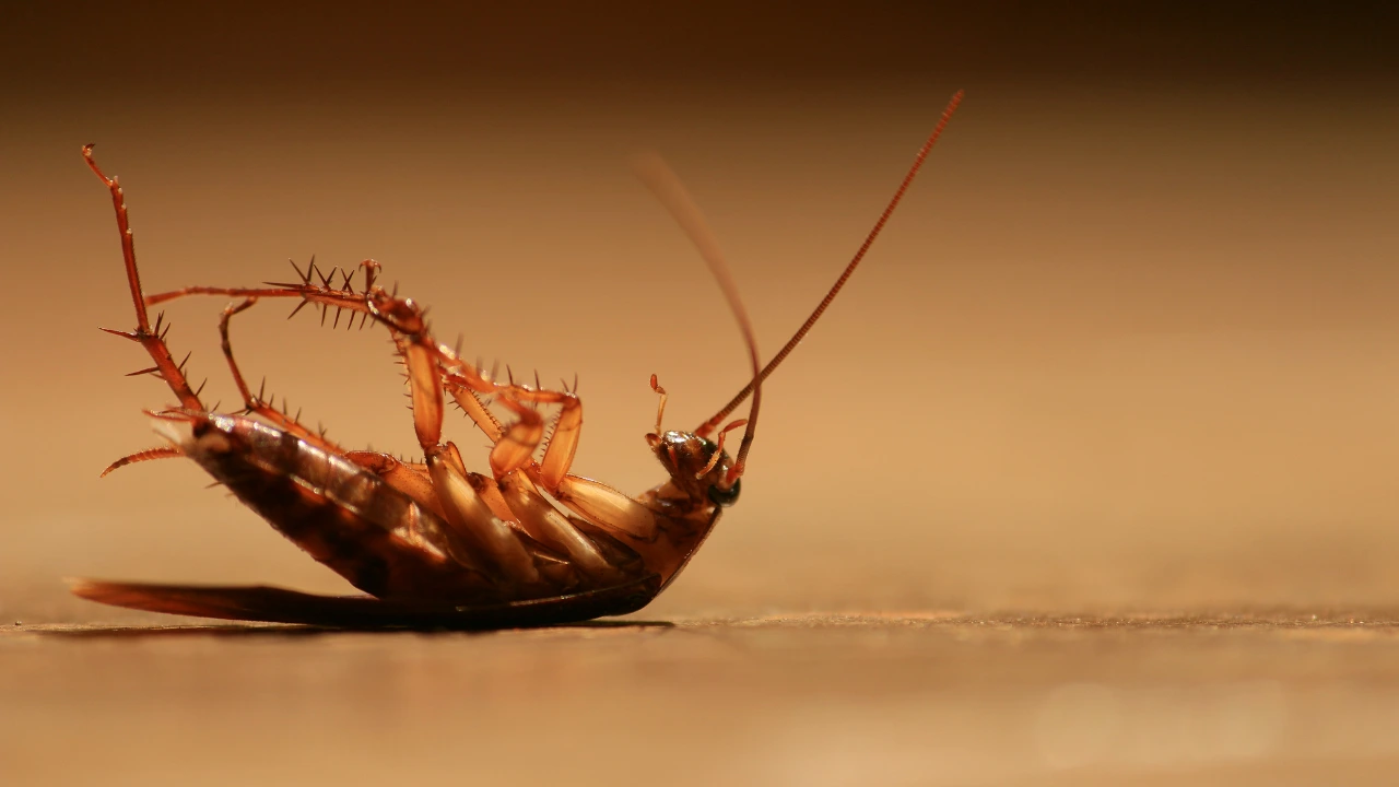 4 Most Commonly Found Cockroaches in the Philippines_Dead Cockroach