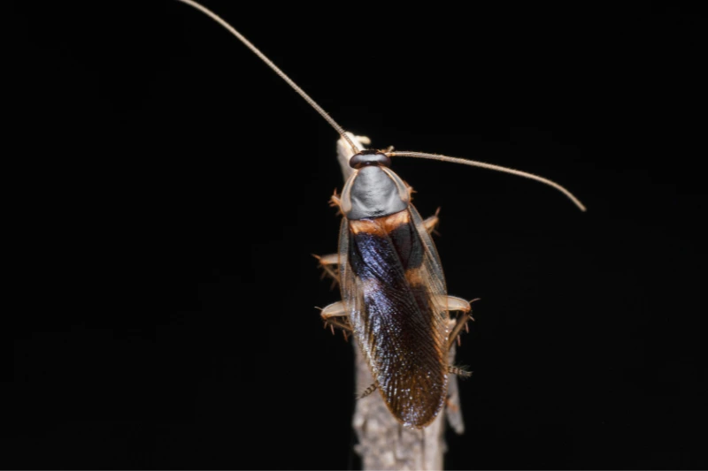 4 Most Commonly Found Cockroaches in the Philippines_Brown-Banded Cockroach (Supella longipalpa)