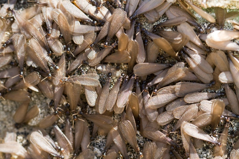 close-up view detail of a swarm of winged termites in nature.