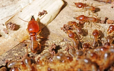 Termite Treatment: Safeguard Your Home from Silent Invaders