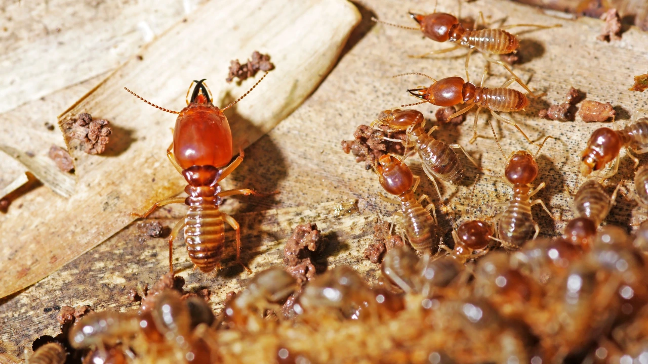 Termite Treatment: Safeguarding Your Home from Silent Invaders_Soldier termite is guarding the worker termites