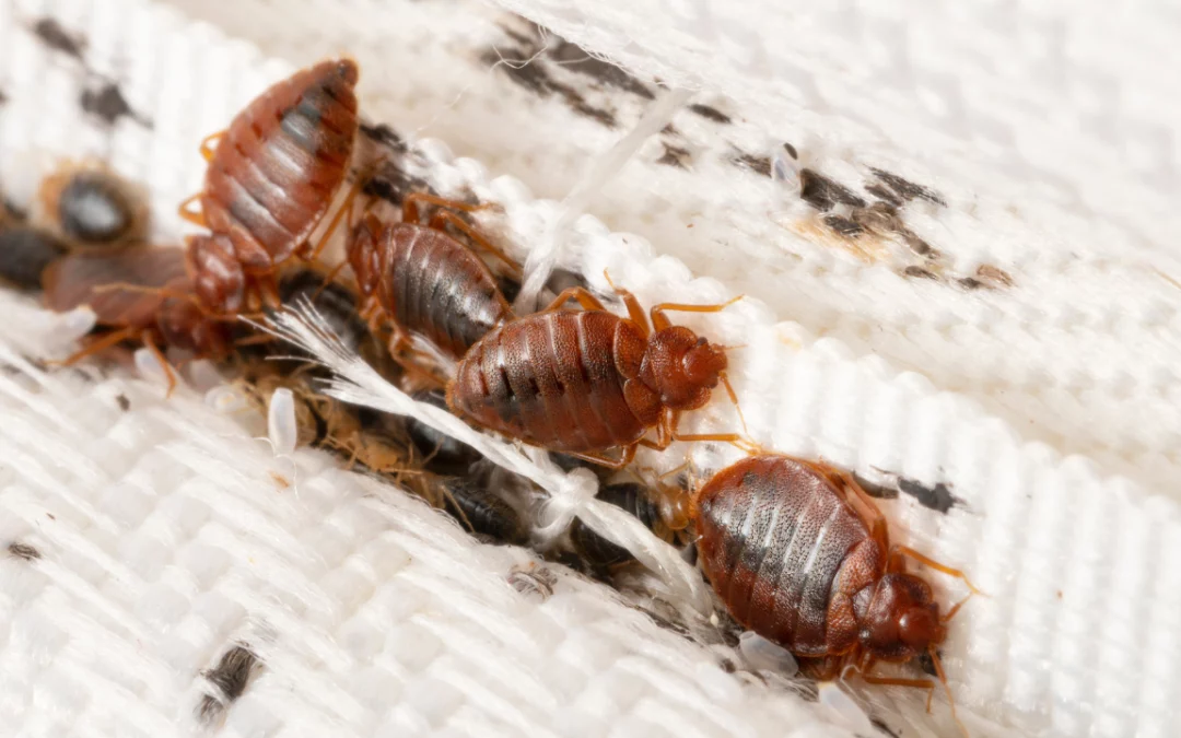 Understanding Bed Bug Bites: Treatment and Prevention