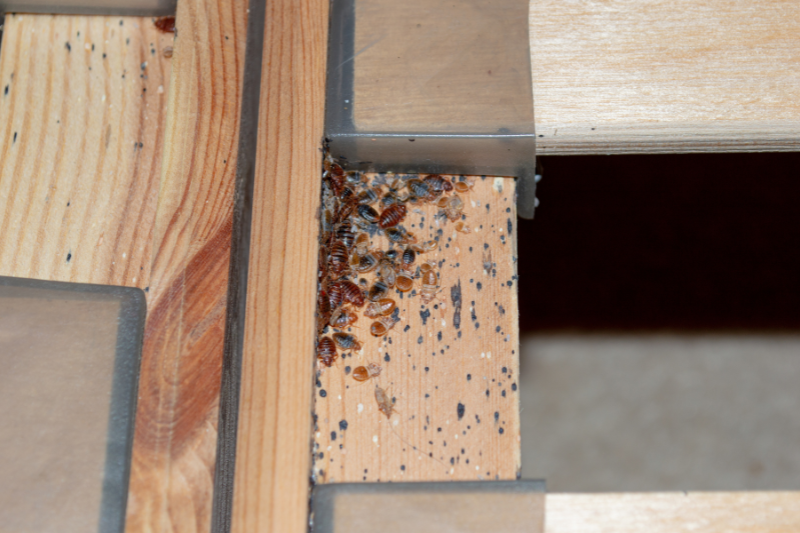 In need of a Bed Bug Control Treatment: A serious bed bug infestation affecting a residential bedroom where bedbugs developed undetected on the frame of a double bed beneath the mattress under and between the plastic clips of wooden slats. 