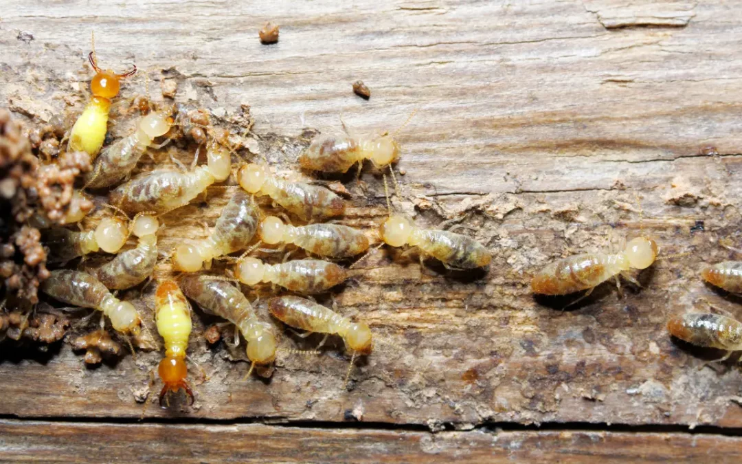 Termite Awareness Week 2024