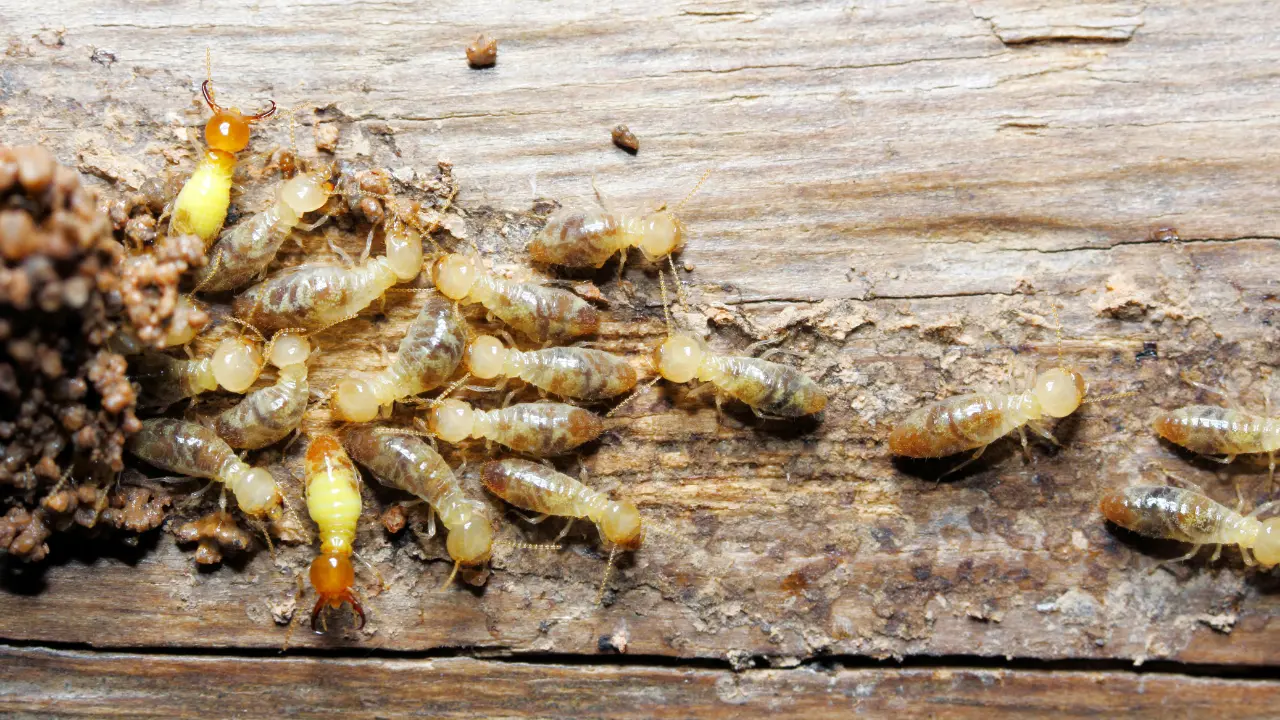 closeup worker and soldier termites (Globitermes Sulphureus) on wood structure