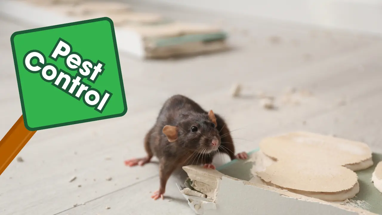 Different Types of Pest Control: Brown rat gnawing baseboard indoors and warning sign for pest control