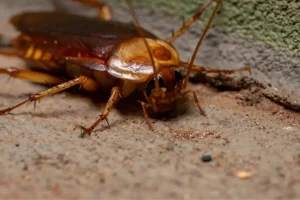 American cockroach for cockroach species