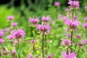 plants that repel mosquitoes: bee balm