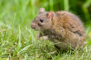 Brown Rat in a field