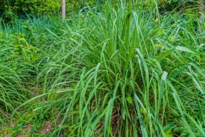 plants that repel mosquitoes: citronella grass