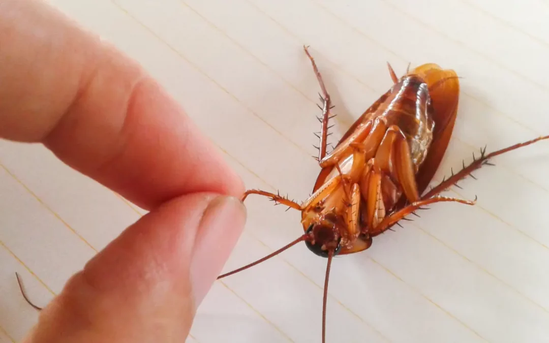 Cockroach Species in the Philippines