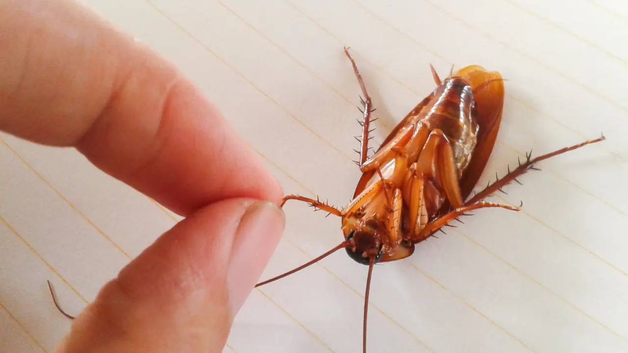 Cockroach Species in the PH