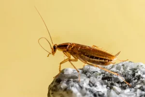 German cockroach for cockroach species