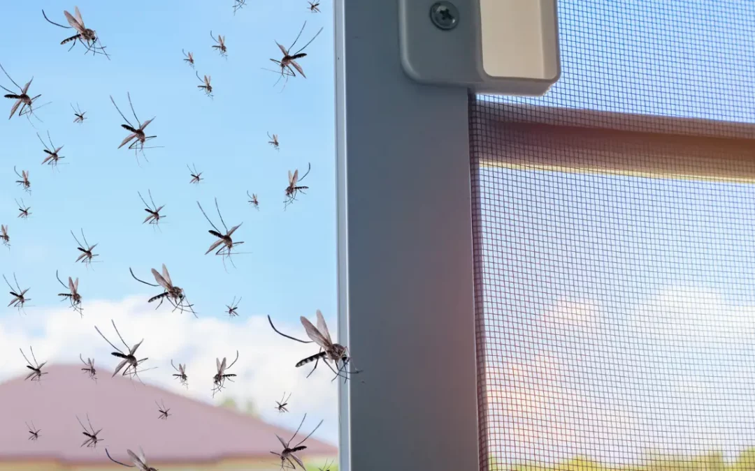How to Avoid Mosquitoes This Summer