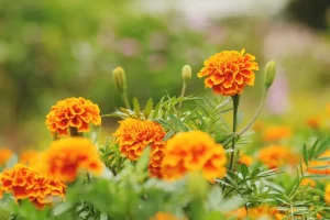 plants that repel mosquitoes: marigold