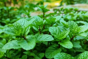 plants that repel mosquitoes: mint
