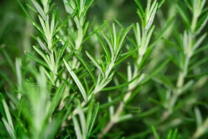 plants that repel mosquitoes: rosemary