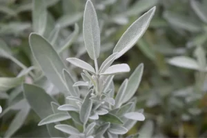 plants that repel mosquitoes: sage