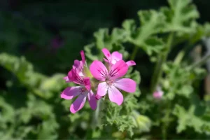 plants that repel mosquitoes: scented geranium