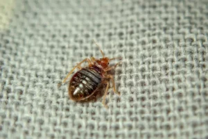 Summer Pests: Bed Bugs