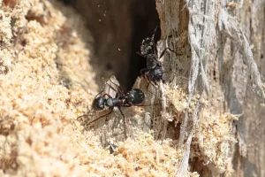 Summer Pests: Carpenter Ants