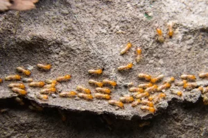 Summer Pests: Termites