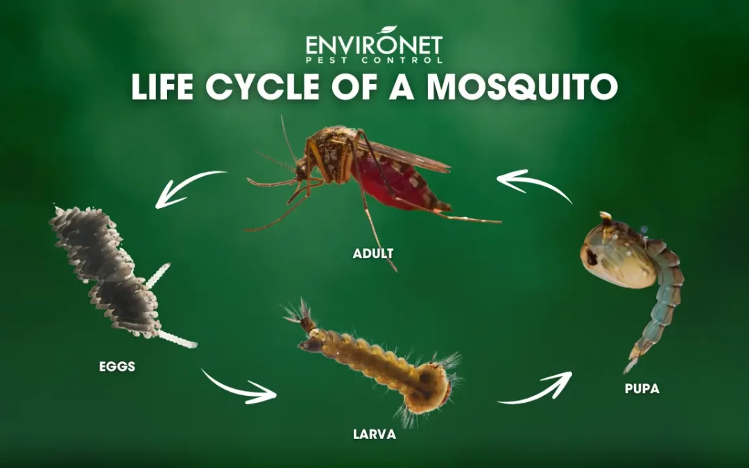 Understanding the Life Cycle of a Mosquito