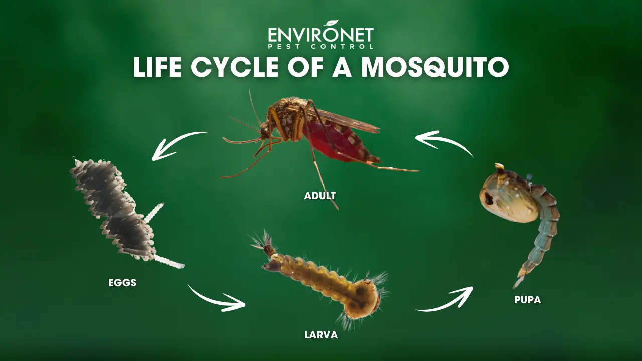 life cycle of a mosquito illustration