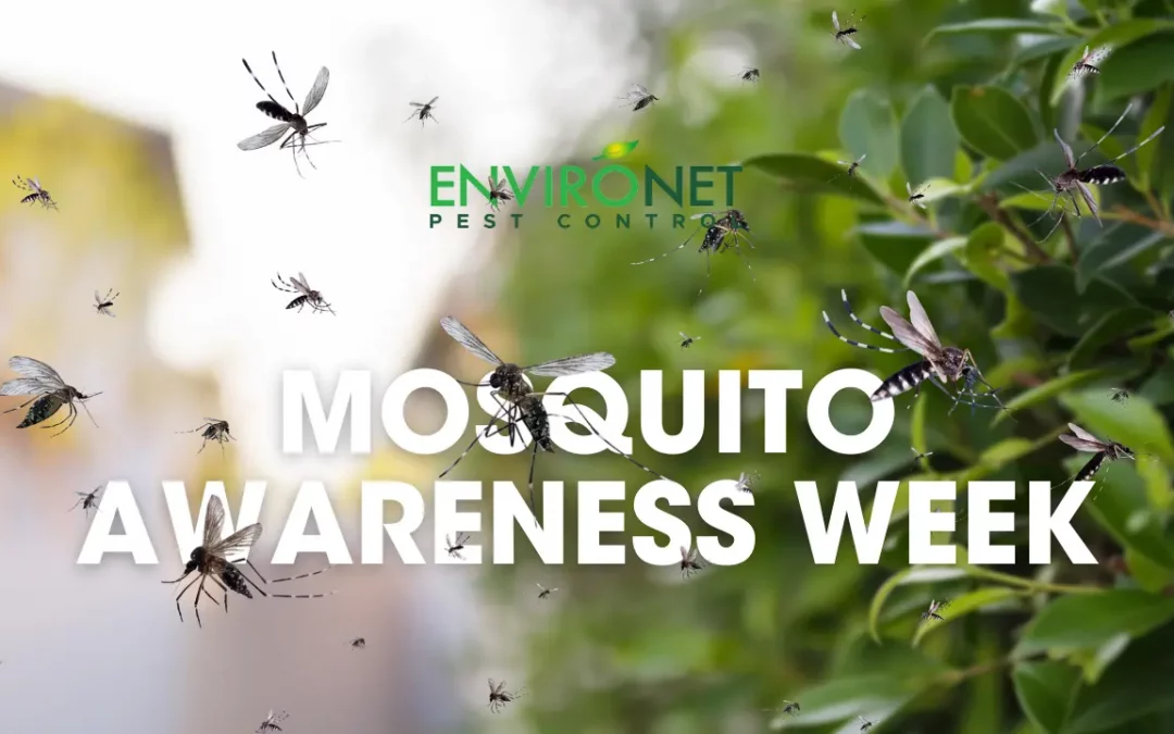 Mosquito Control Awareness Week, June 20-26, 2024