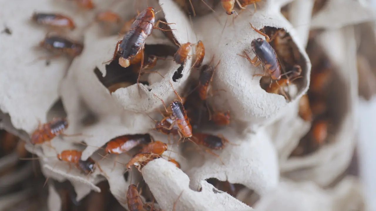 Cockroach infestations in a commercial space